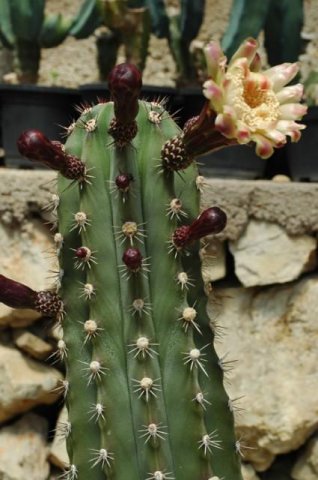 Stenocereus_griseus